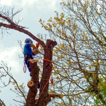 Abattage d'un pin dangereux près de Bergerac.
